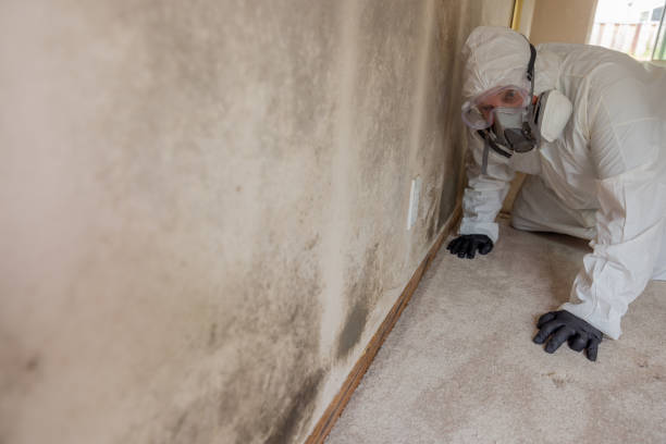 Best Basement Mold Removal in USA